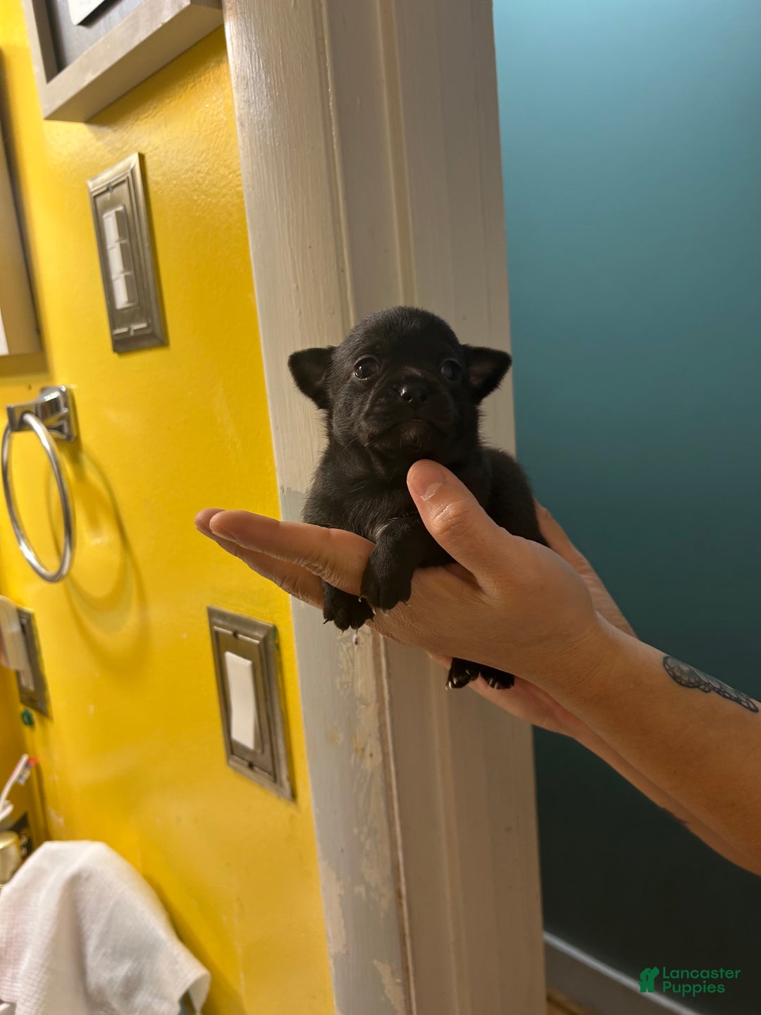 Chihuahua dogs for sale: Gordo - Ad 8