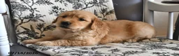 Mixed Breed dogs for sale: Toddie - Ad 3