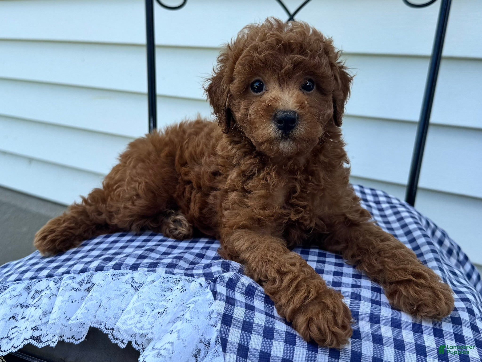 Miniature Poodle dogs Theo - Ad 2