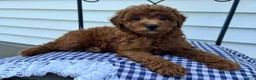 Miniature Poodle dogs for sale: Theo - Ad 2