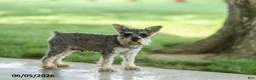 Miniature Schnauzer dogs for sale: Fulton - Ad 5