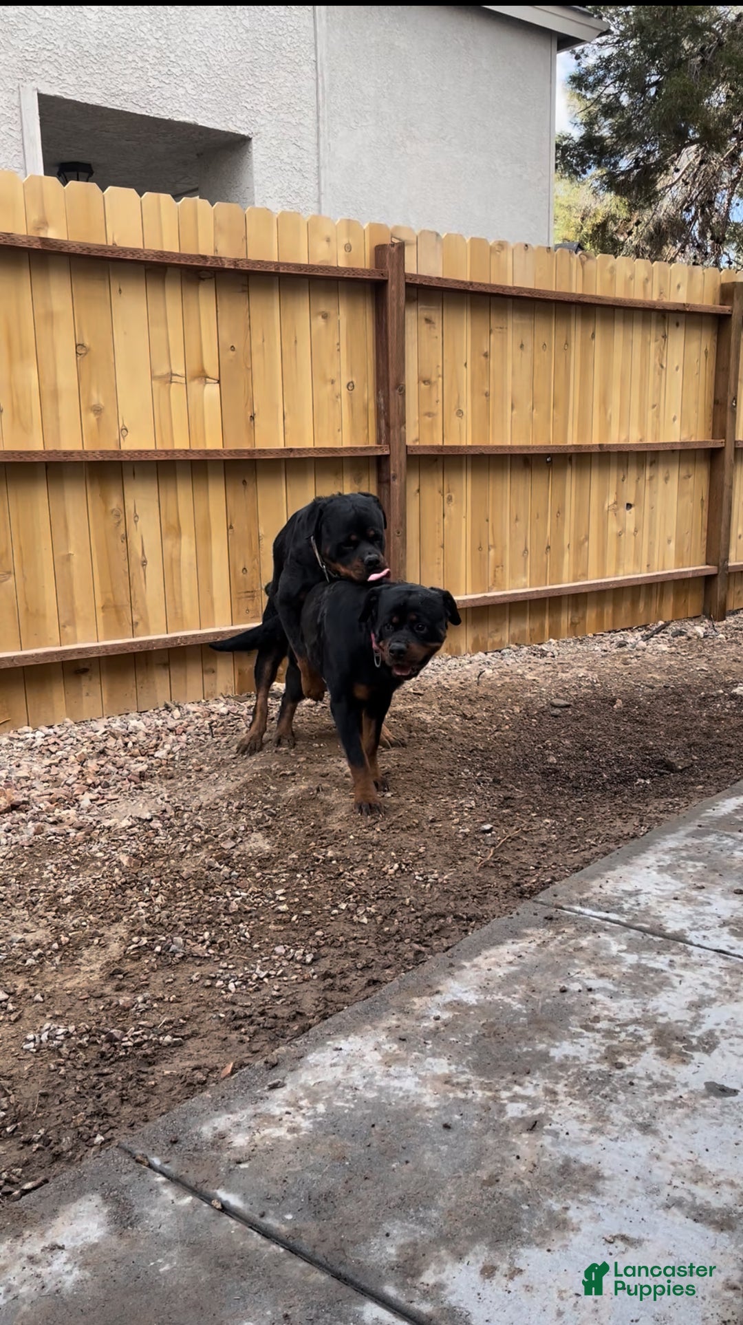 Rottweiler dogs for sale: 4th Pick Female - Ad 6