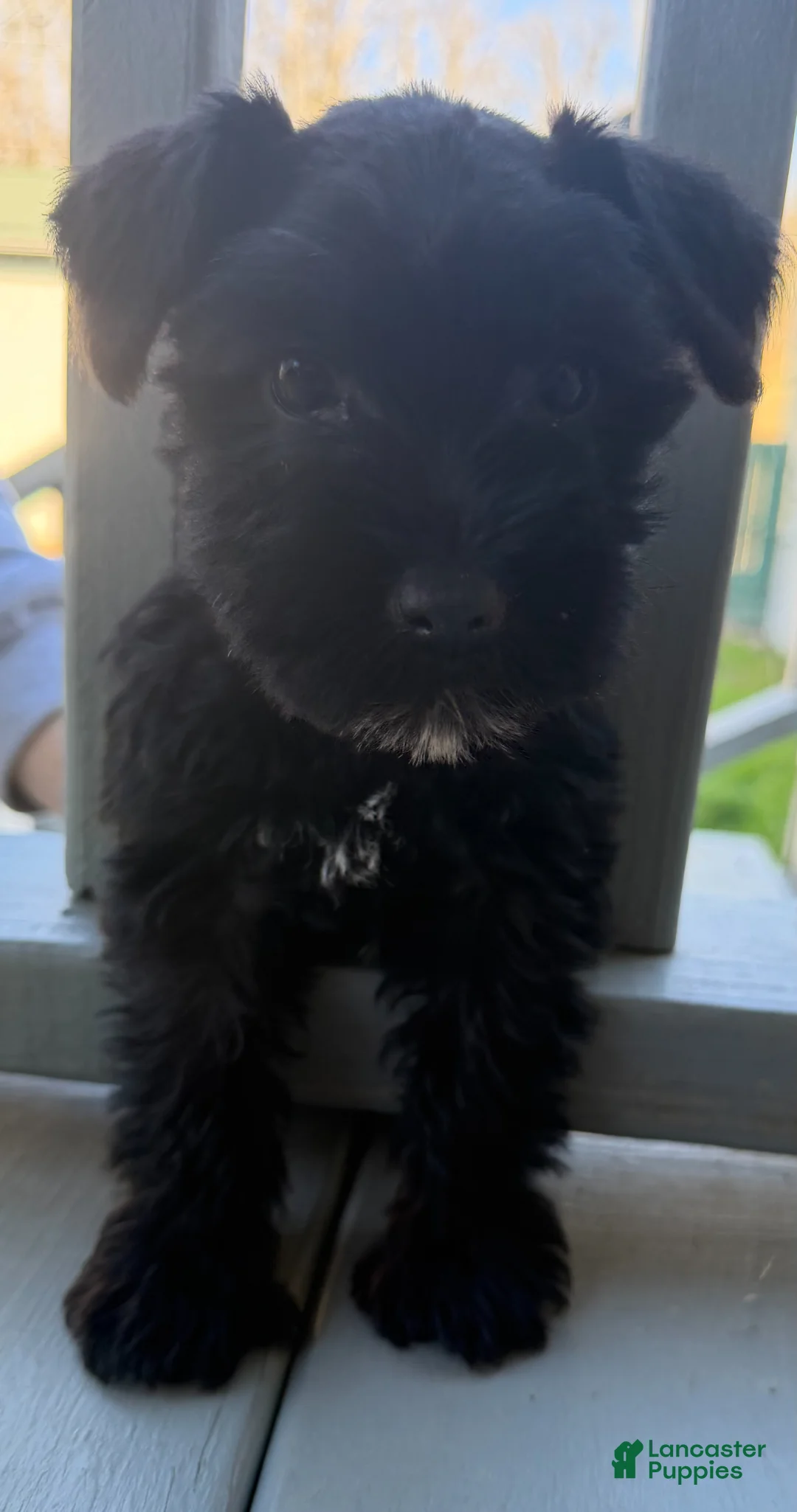 Miniature Schnauzer dogs for sale: Frankie - Ad 1
