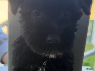 Miniature Schnauzer dogs Frankie - Ad 31