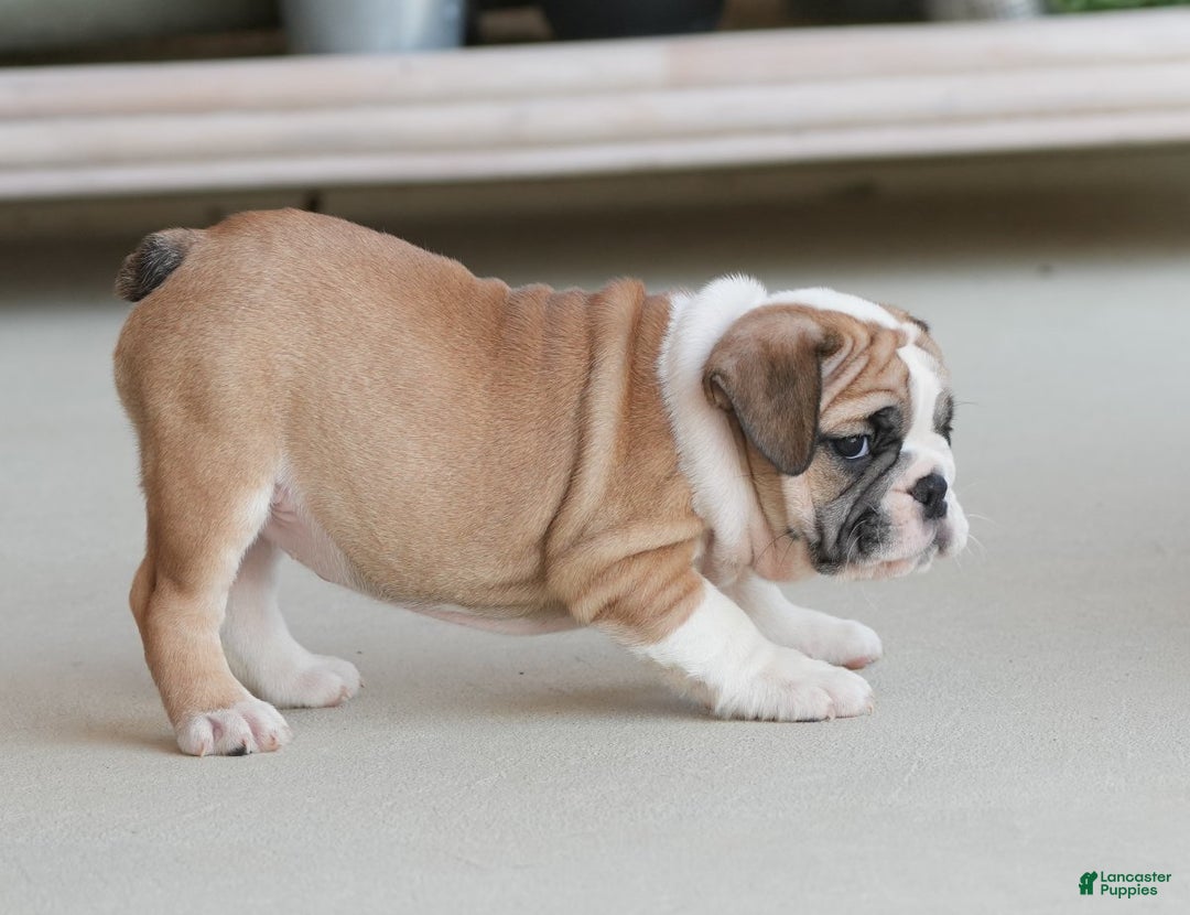 English Bulldog dogs for sale: Amber - Ad 7