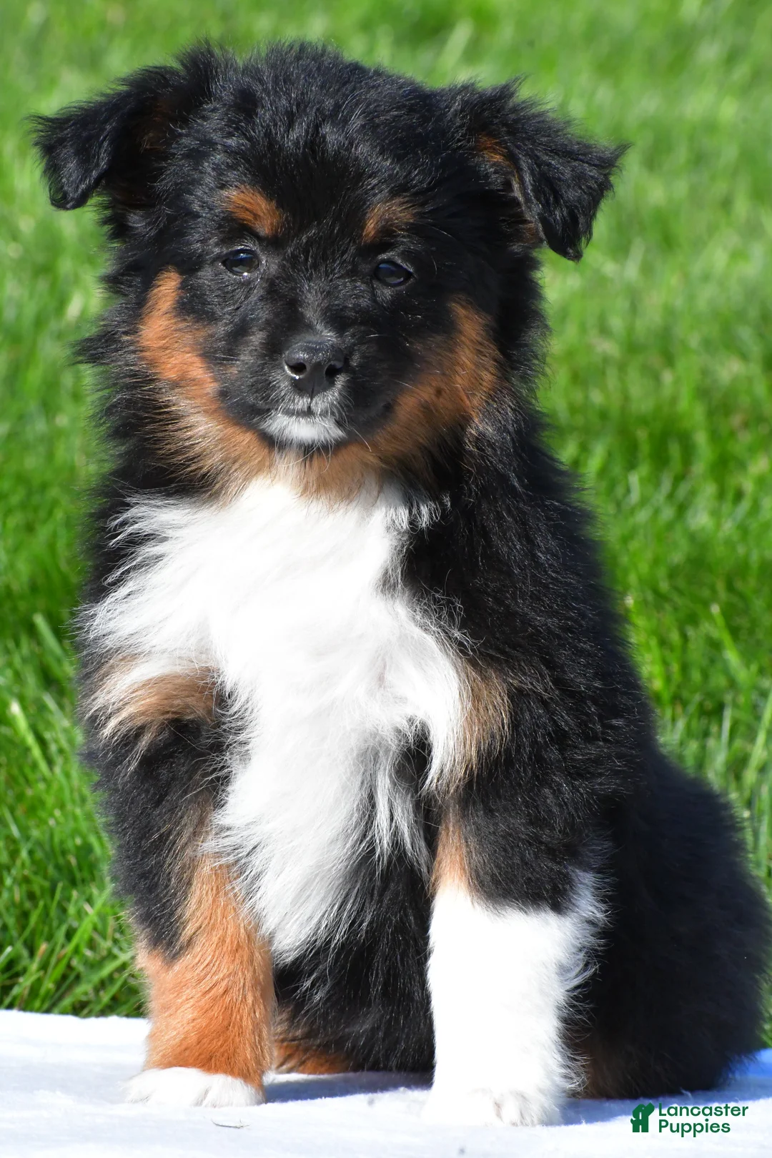 Miniature Australian Shepherd dogs for sale: Sandy - Ad 2
