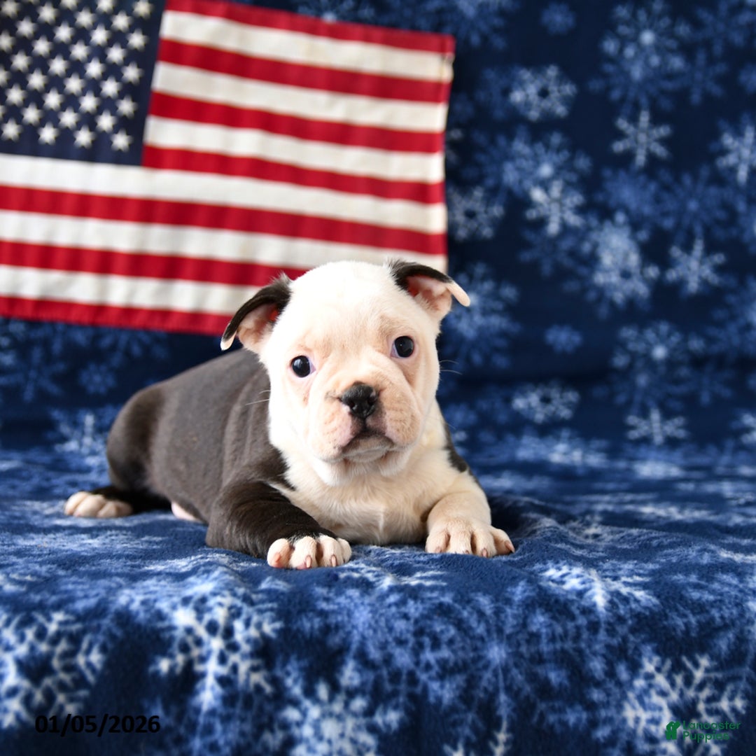 Boston Terrier dogs for sale: Rebel - Ad 3