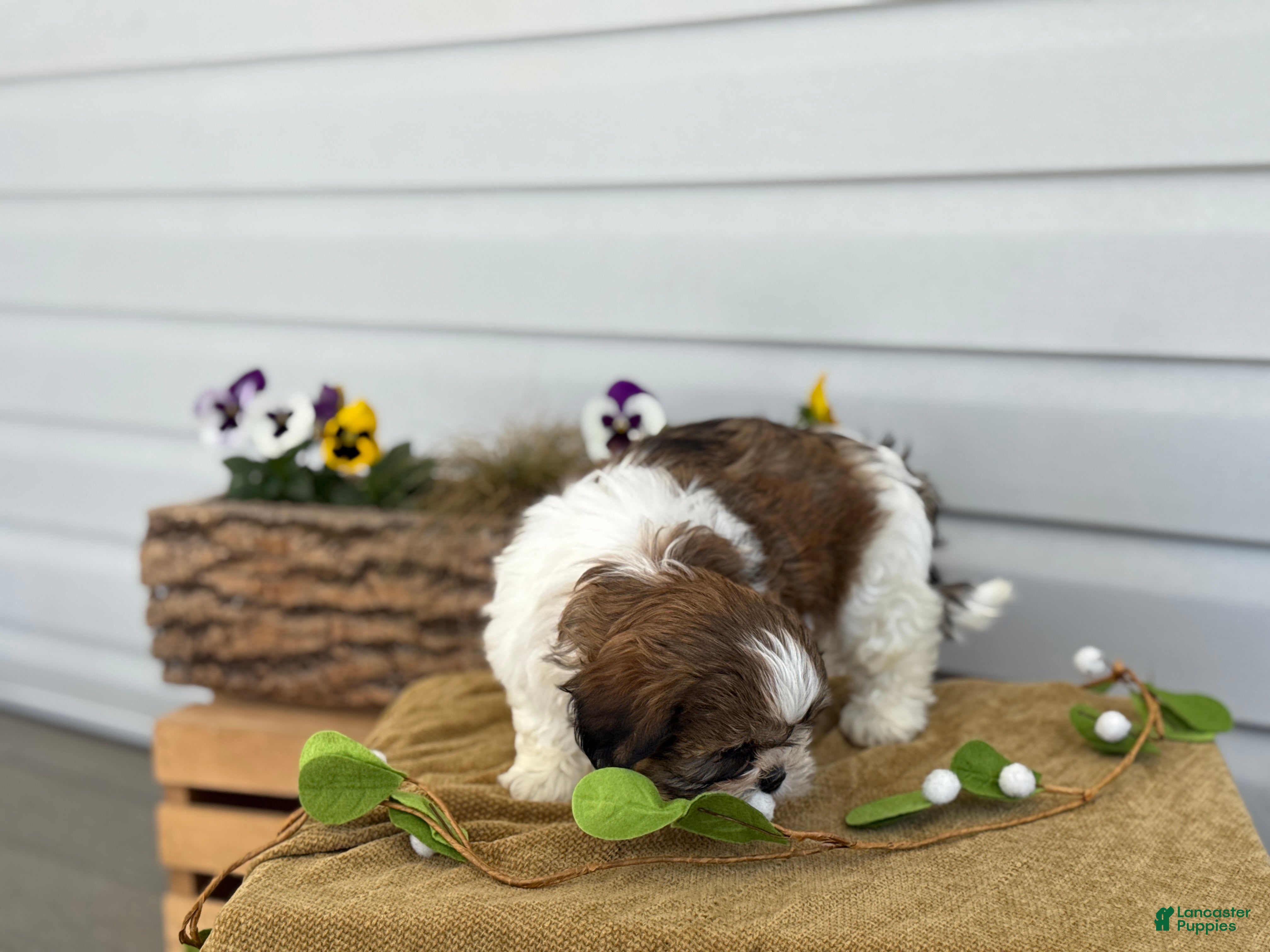 Shih Tzu dogs Cal - Ad 2