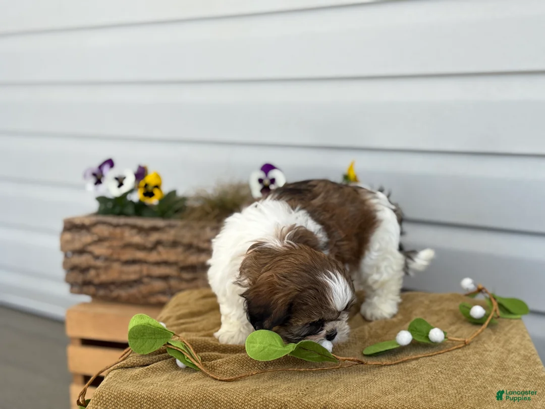 Shih Tzu dogs for sale: Cal - Ad 2