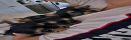 Yorkshire Terrier dogs for sale: Beast - Ad 3