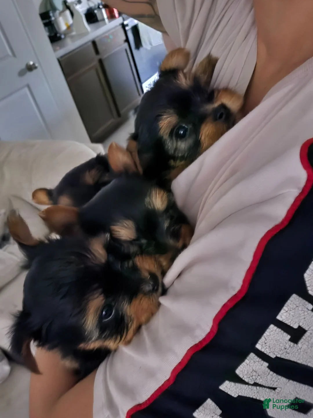 Yorkshire Terrier dogs for sale: Beast - Ad 3