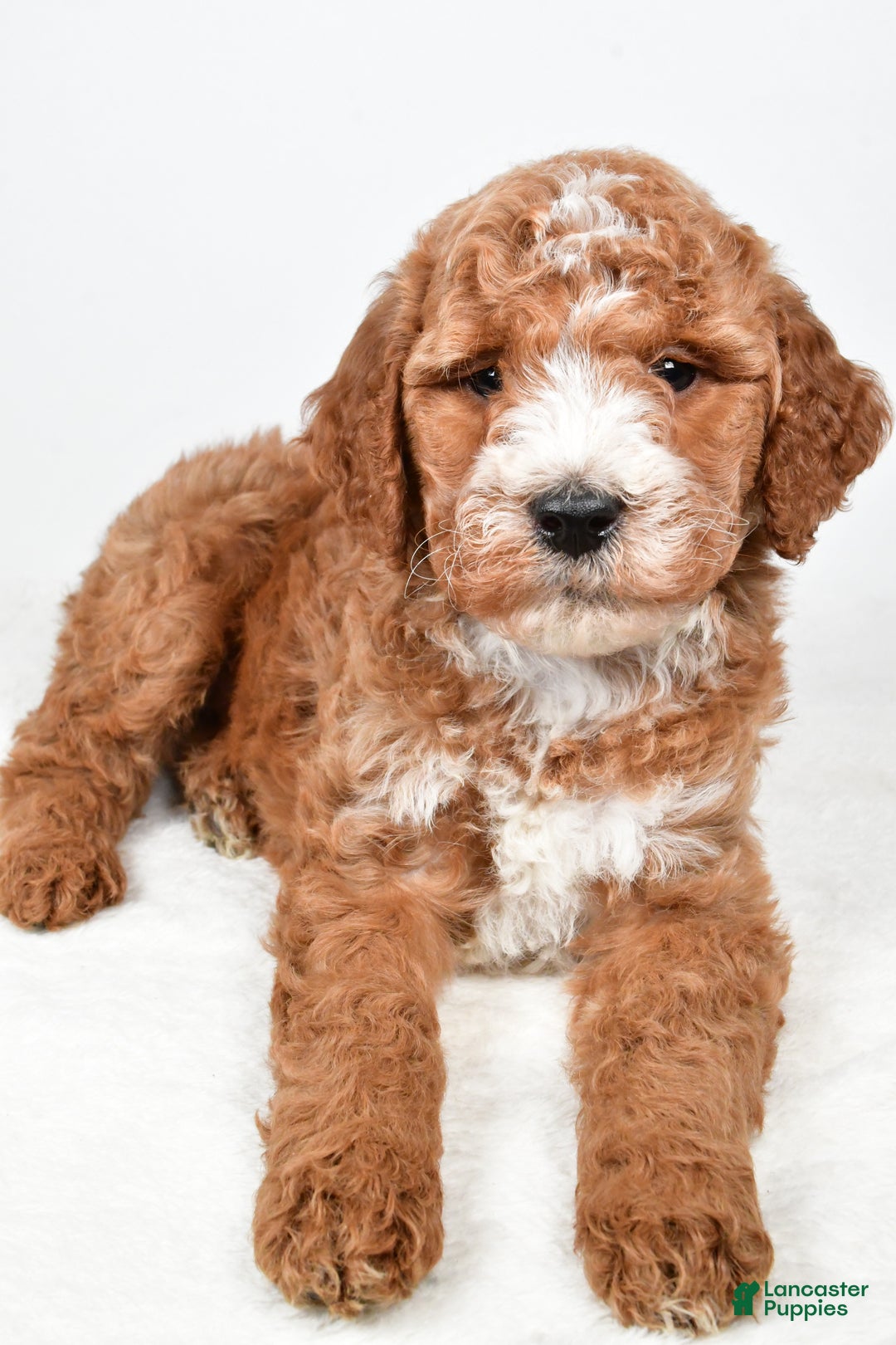 Labradoodle dogs for sale: Nessa - Ad 5
