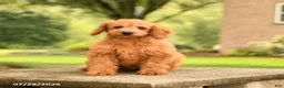 Mini Goldendoodle dogs for sale: Axel - Ad 1