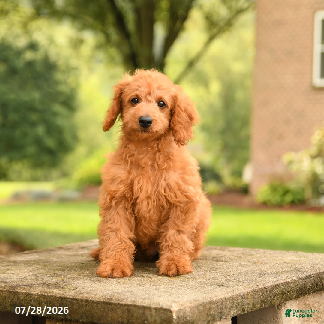 Mini Goldendoodle dogs for sale: Axel - Ad 1