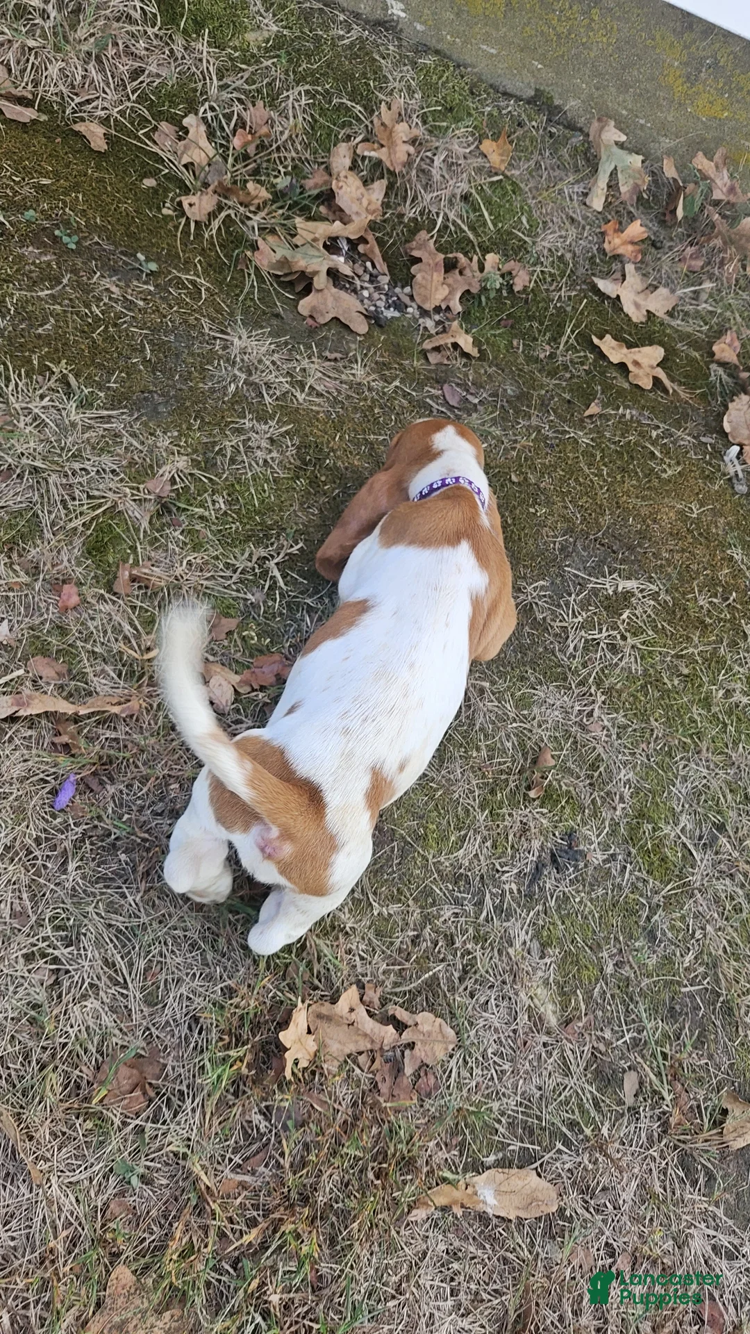 Basset Hound dogs for sale: Basset Hound-Purple - Ad 2