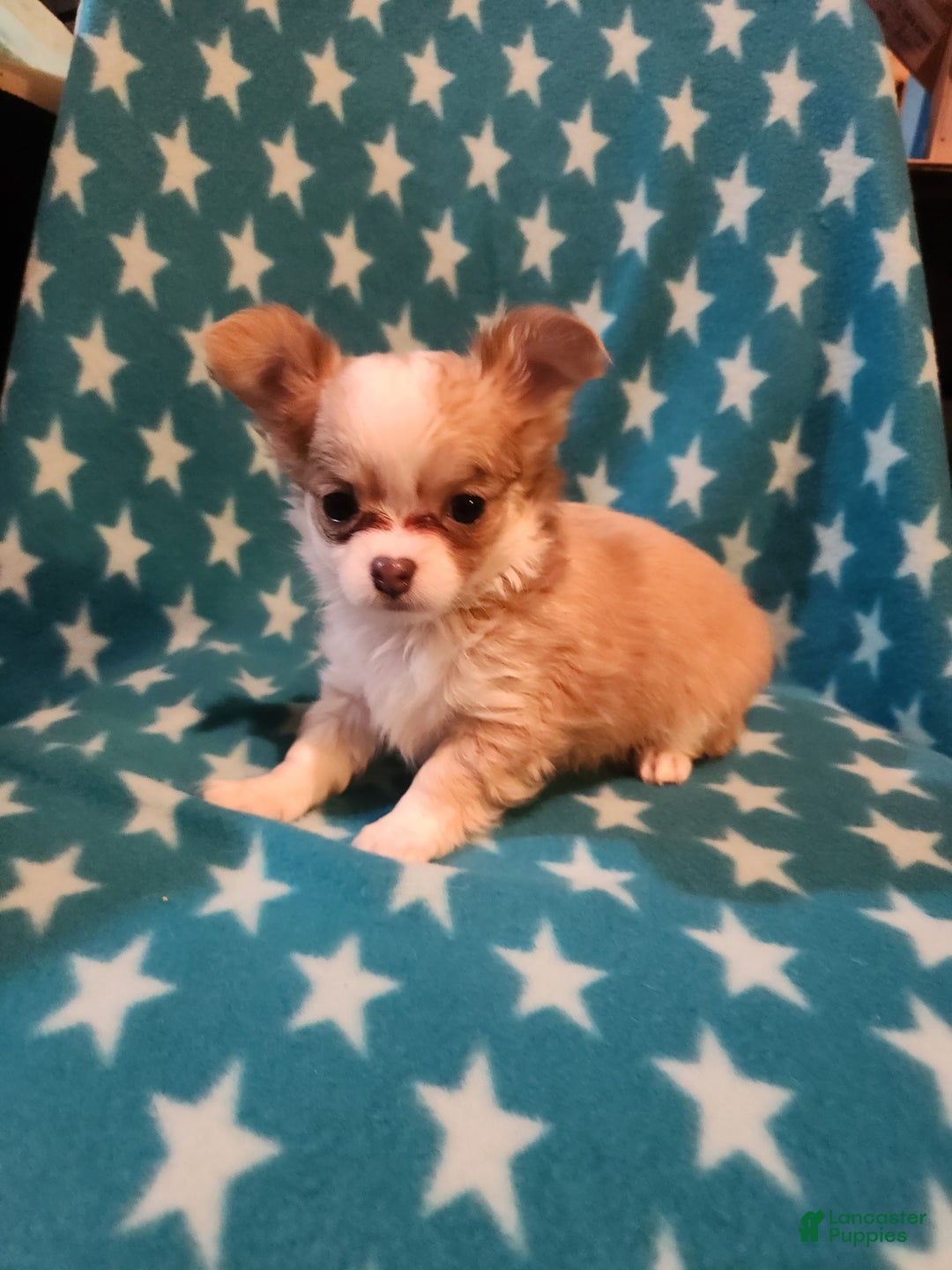 Chihuahua dogs for sale: Sara - Ad 1