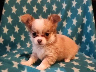 Chihuahua dogs Sara - Ad 10