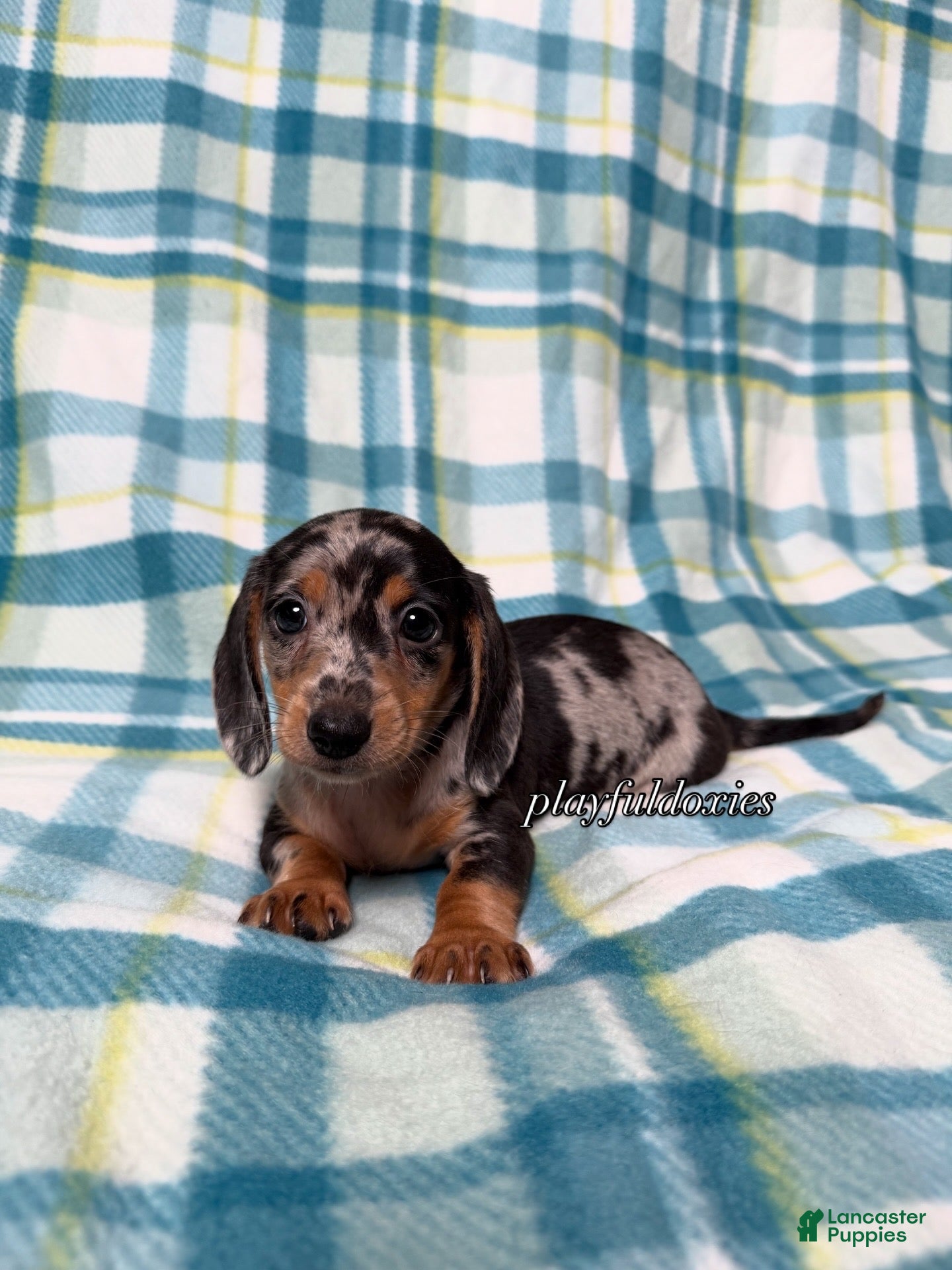Miniature Dachshund dogs Black and Tan Silver Dapple Smooth Coat Male AKC  - Ad 13