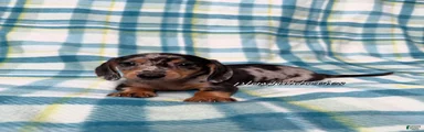 Black and Tan Silver Dapple Smooth Coat Male AKC 
