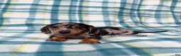 Miniature Dachshund dogs for sale: Black and Tan Silver Dapple Smooth Coat Male AKC  - Ad 1