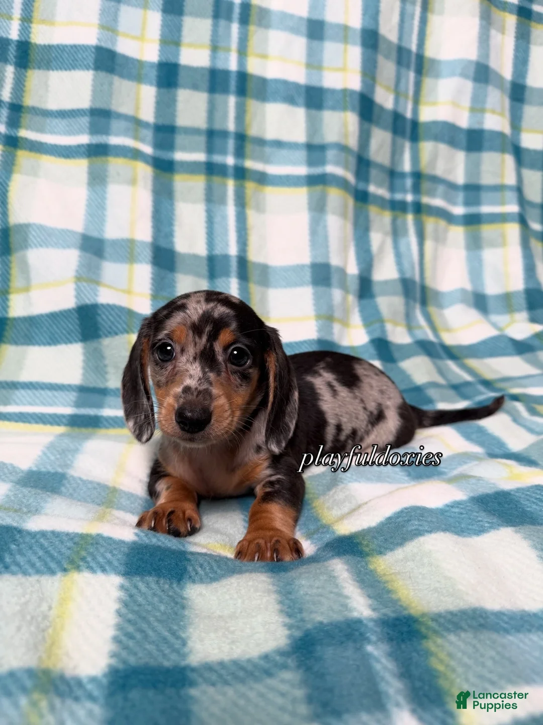 Miniature Dachshund dogs for sale: Black and Tan Silver Dapple Smooth Coat Male AKC  - Ad 1