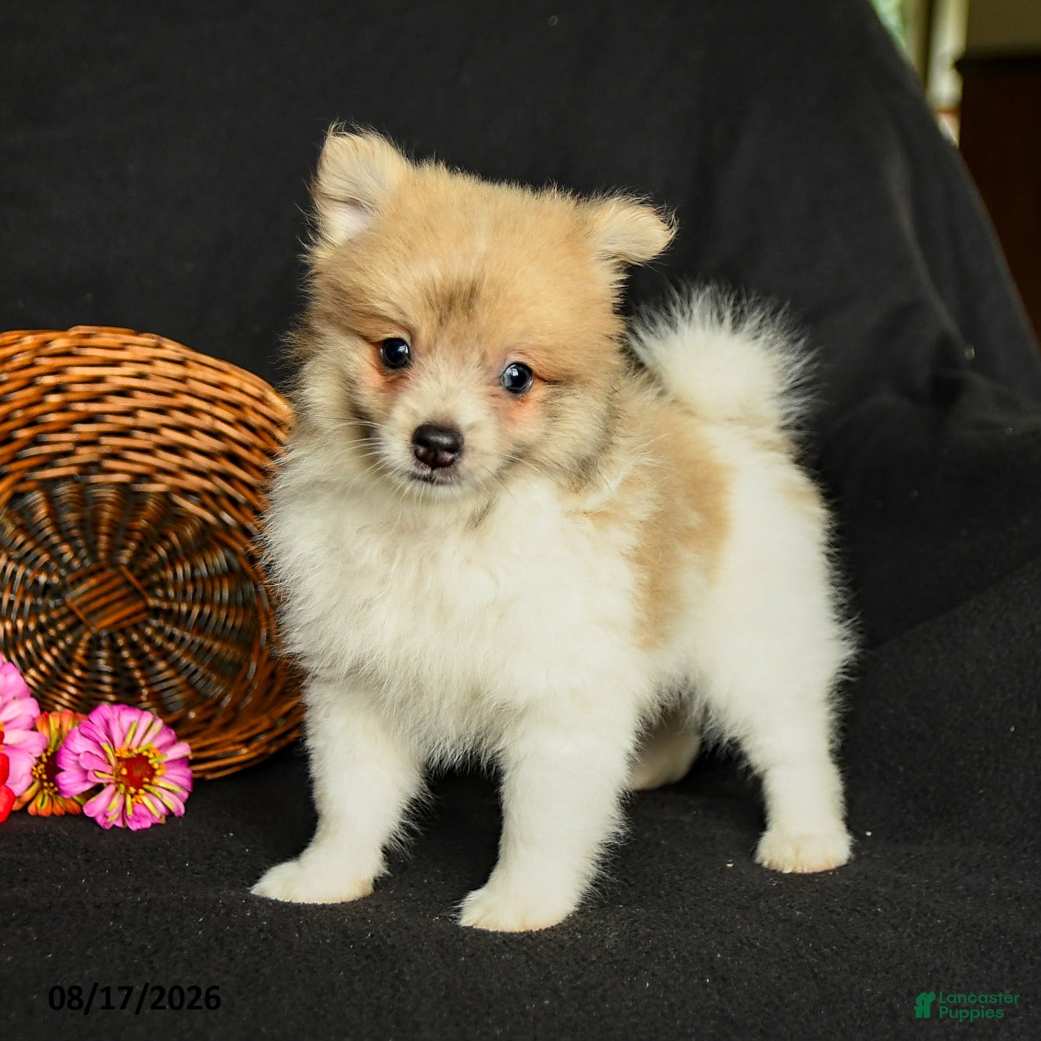 Pomeranian dogs Porter - Ad 1