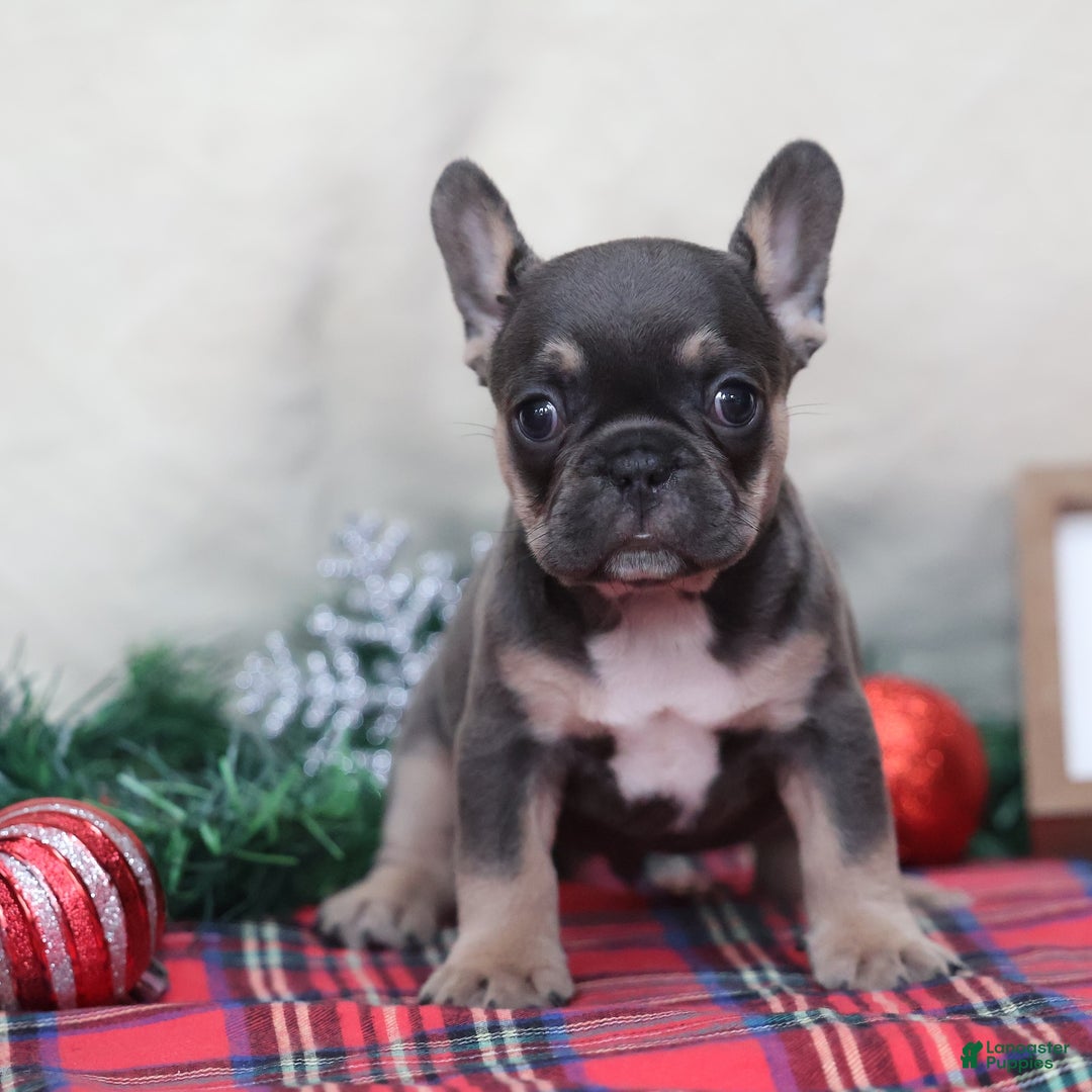 French Bulldog dogs for sale: Alfie  - Ad 4