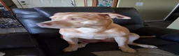 Mixed Breed dogs for sale: Baby Boy - Ad 3