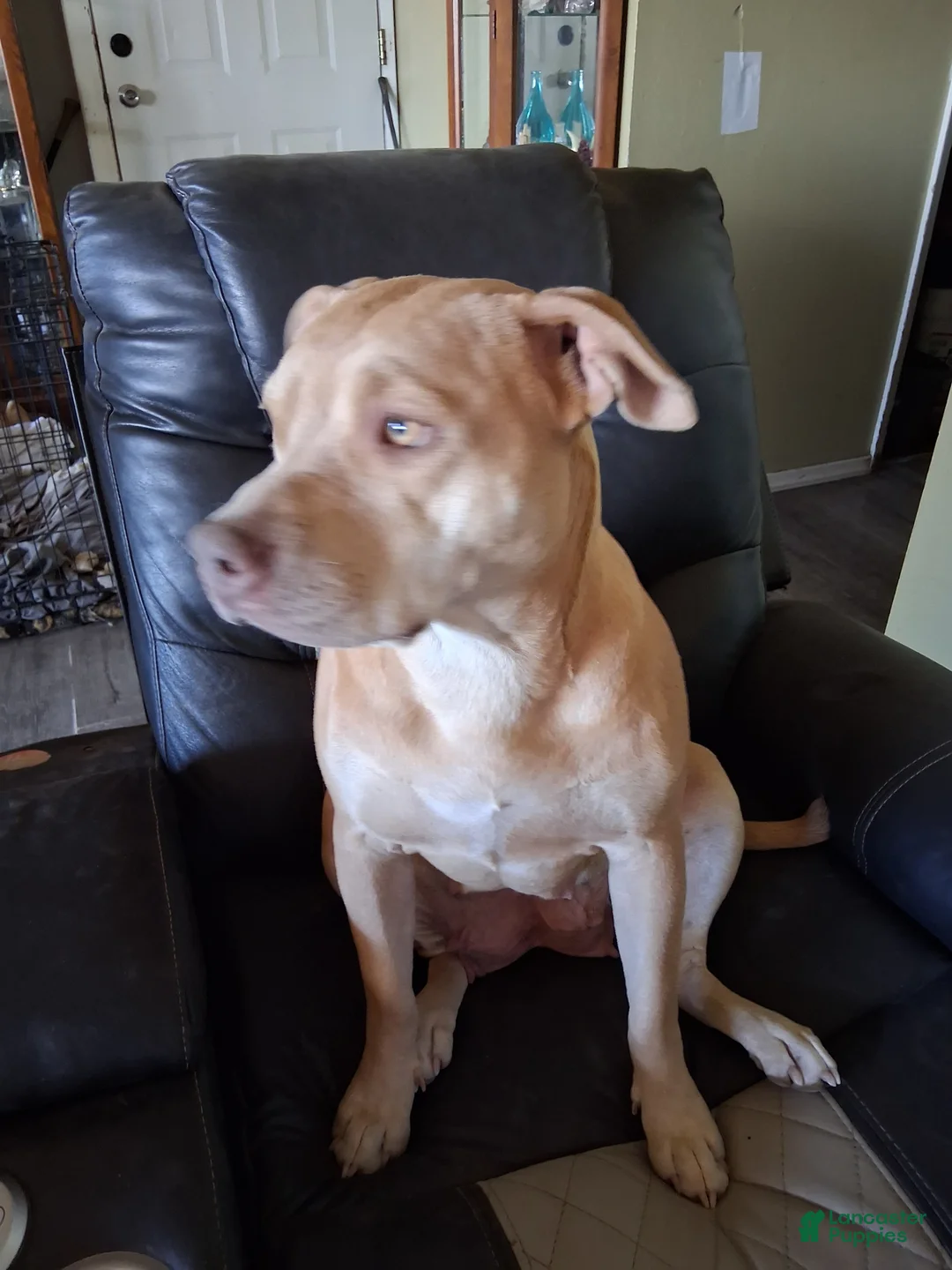 Mixed Breed dogs for sale: Baby Boy - Ad 3