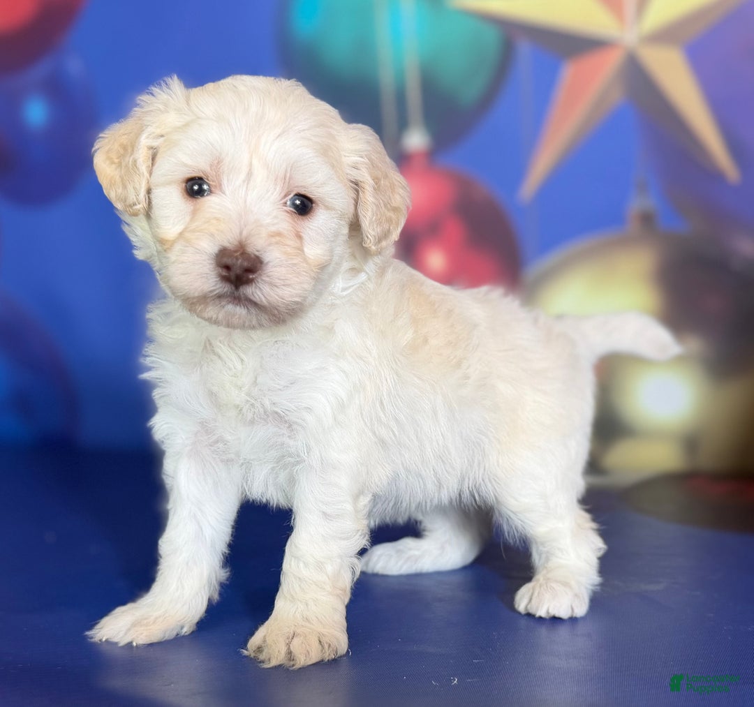 Mixed Breed dogs for sale: Biscuit - Ad 1