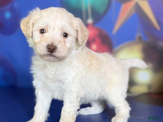 Mixed Breed dogs Biscuit - Ad 16