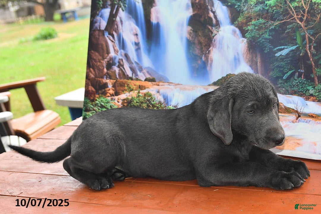 Labrador Retriever dogs for sale: Cash - Ad 9