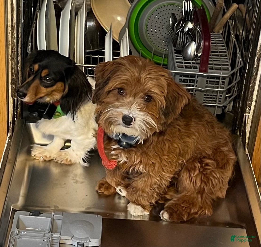 Havanese dogs Blue - Ad 2