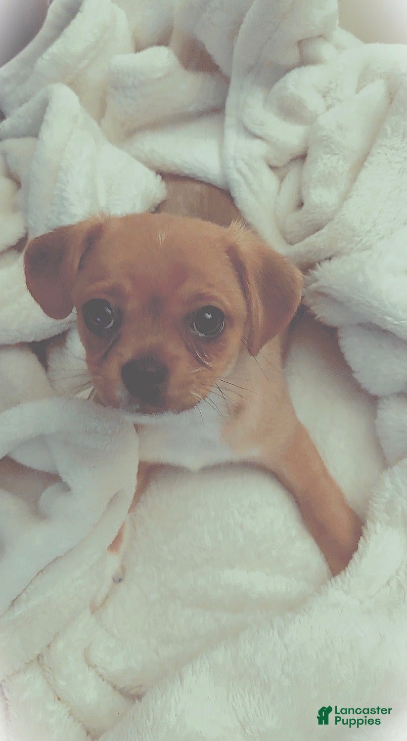 Mixed Breed dogs Mixed Breed 3 - Ad 6
