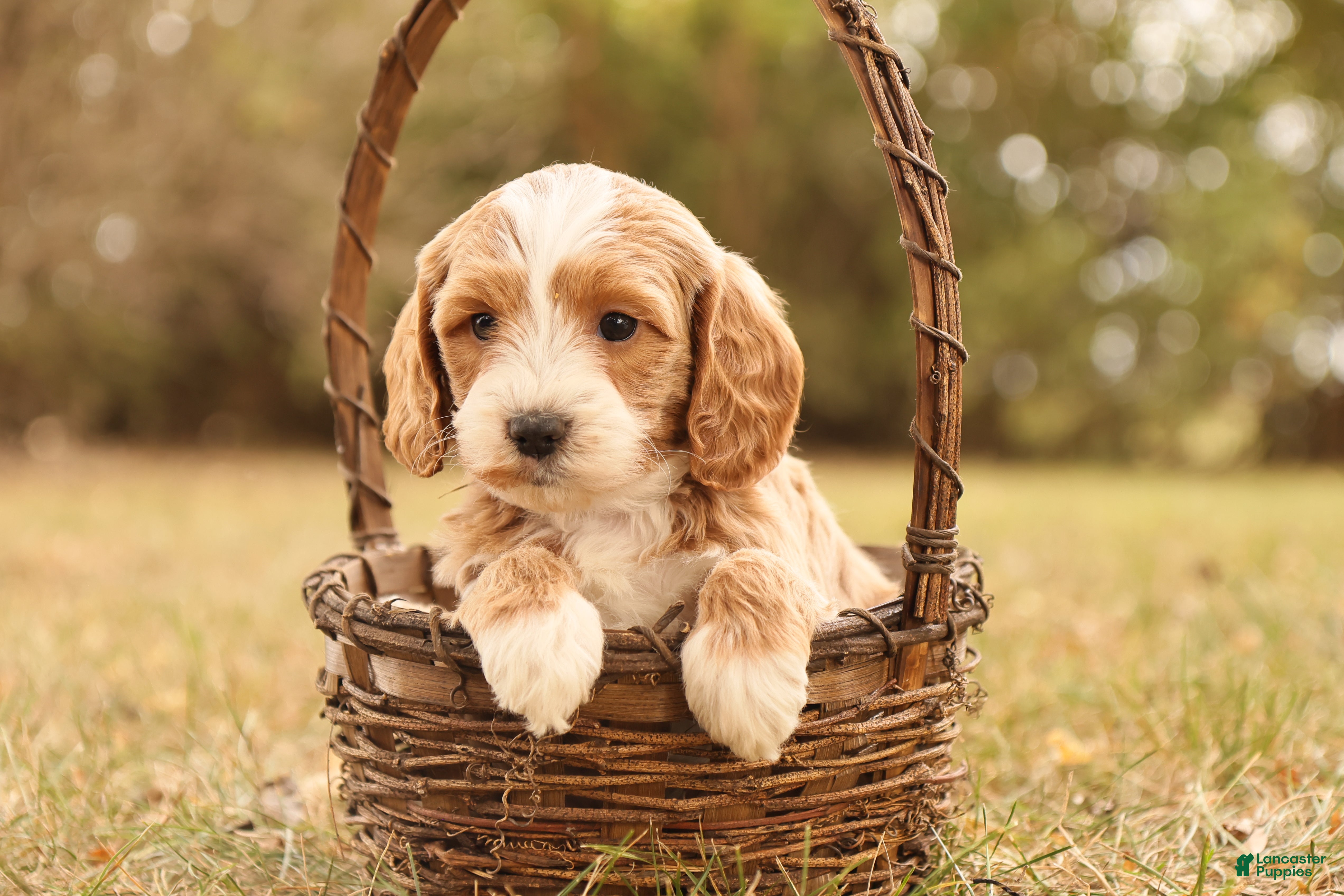 Mini Goldendoodle dogs Ginger - Ad 2