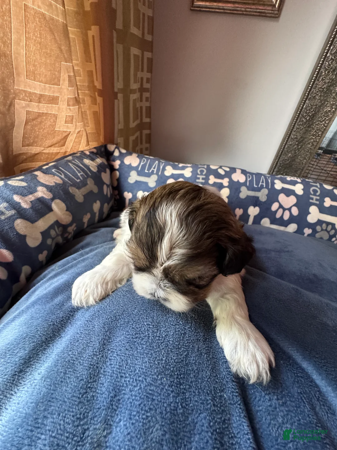 Shih Tzu dogs for sale: AKC Shih Tzu 1 Bentley  - Ad 2