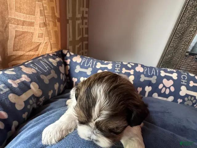 Shih Tzu dogs for sale: AKC Shih Tzu 1 Bentley - Ad 2