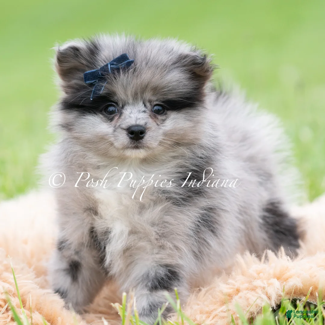 Pomeranian dogs for sale: Draco AKC - Ad 1