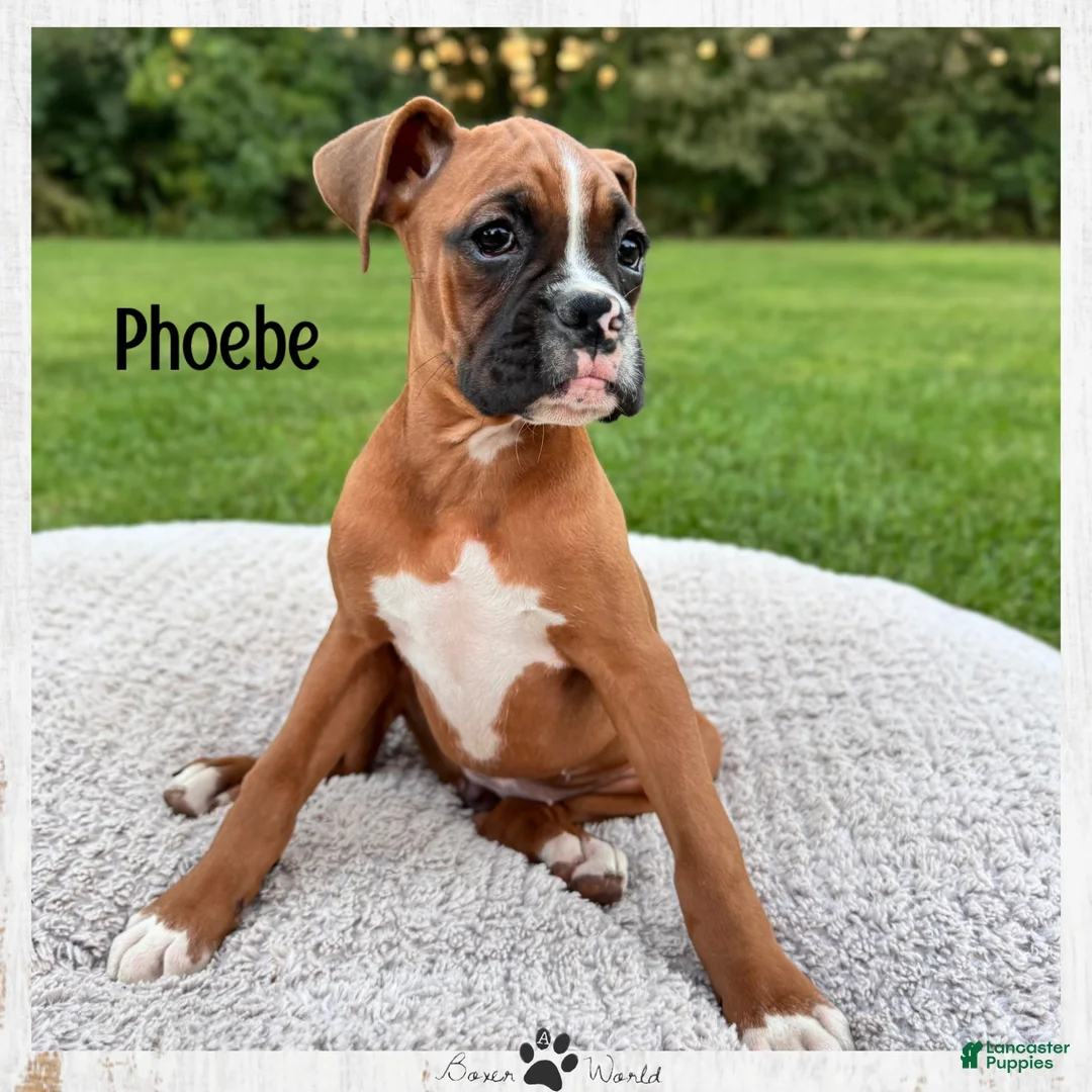 Boxer dogs for sale: Phoebe - Ad 1
