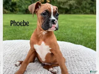 Boxer dogs Phoebe - Ad 27