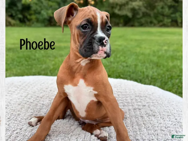 Boxer dogs Phoebe - Ad 38