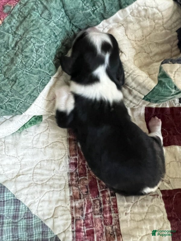 Cavalier King Charles Spaniel dogs for sale: Judah - Ad 3