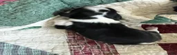 Cavalier King Charles Spaniel dogs for sale: Judah - Ad 1