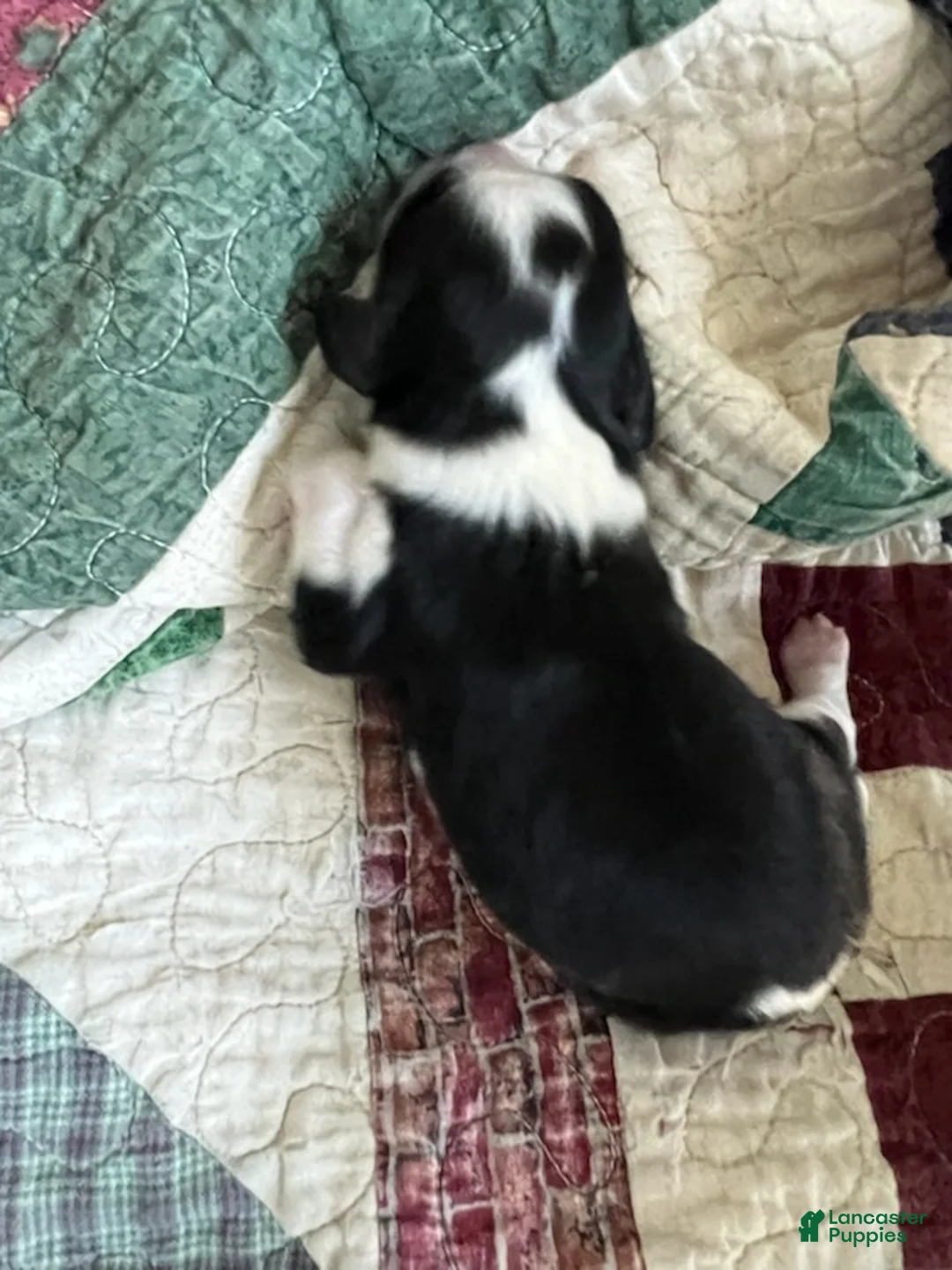Cavalier King Charles Spaniel dogs for sale: Judah - Ad 1