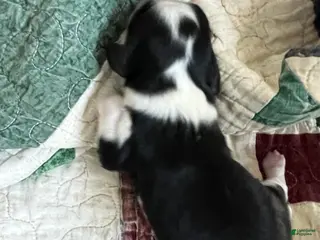 Cavalier King Charles Spaniel dogs for sale: Judah - Ad 3