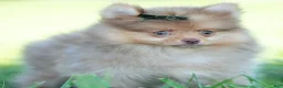 Pomeranian dogs for sale: Gio - Ad 4