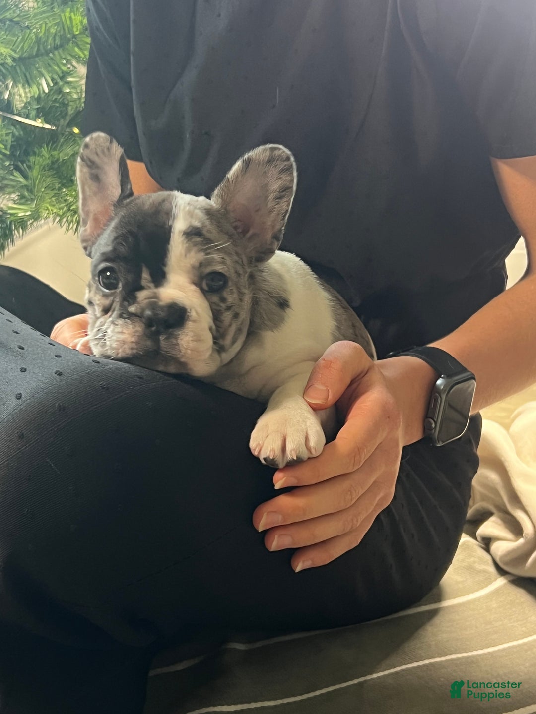 French Bulldog dogs for sale: Piper - Ad 3