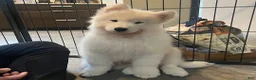 Samoyed dogs for sale: Ziggy - Ad 4