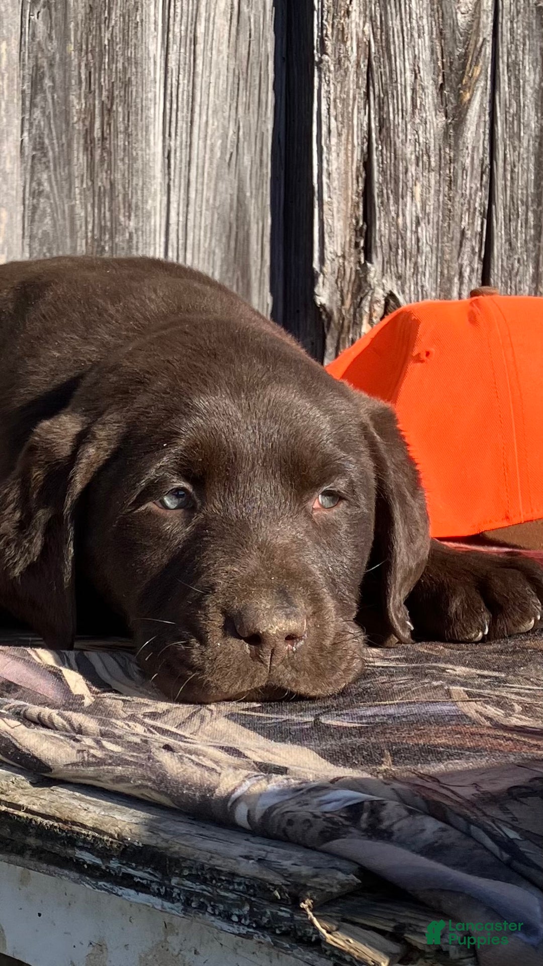 Labrador Retriever dogs for sale: Labrador Retriever litter of 2 puppies - Ad 1