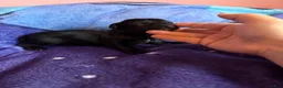 Xoloitzcuintle dogs for sale: Batman and Luke cage (two male coated pups separate litter) - Ad 7